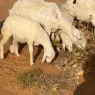 للبيع غنم متابيع