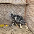 باكستاني انثى مع فروخها