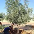 يوجد لدينا زيتون معمر مثمر جميع الأحجام ويوجد وسط ويوجد شتلا