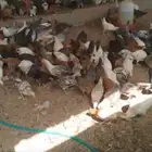 صوص عدد 1600 العمر من شهر إلى 37 يوم 4 ريال