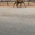 للبيع صفراء عشرا تحتها قعود