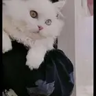 قططتين للتبني