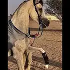 حصان شعبي شيخ