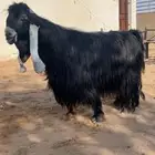 تيس عارضي صنف