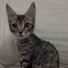 قط مفقود عمره3 اشهر حي المشرفه شعره محلوق