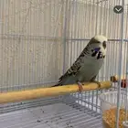 للبيع طيور حب بعضهم عندهم بيض وبعضهم قريب ينتجون