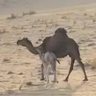 خلفه ساحليه تحتها قعود