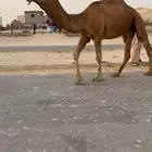 بعير باكستاني حمر دمي
