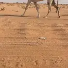 للبيع وضحاء مبيوع ولدها