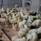 250 صوص بلدي