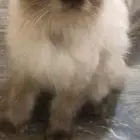قطه هملايا