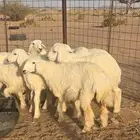 طليان للبيع