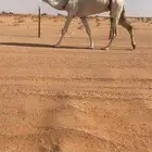 للبيع وضحاء مبيوع ولدها سعر مناسب