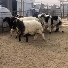 للبيع خرفان نعيم أعمارهن اربع شهور