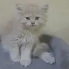 5 قطط كيتن للتبني سكوتش شيرازي