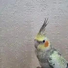 كروان ذكر أليف متكلم