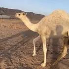 حشو لبانية فاخره