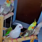 كروانات اليفات للبيع