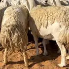 غنم حريات حرش مراح