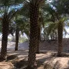نخل