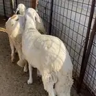 طليان للبيع سواكن الراشدية