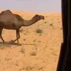 ناقه صفرا ضريبه