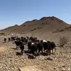 غنم