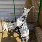 عنز وتيس عمانيين للبيع