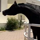 فحل واهو عالمي