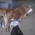 بقره للبيع محايل يااخوان سومو مغير كم كم لايتواصل الاالصامل