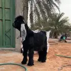 تيس عارضي صنف خصم. تم البيع