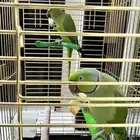 ببغاء دره اليفين ونظيفين الأعمار بين 3 و4 سنين