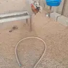 دجاج بلدي ونضيف