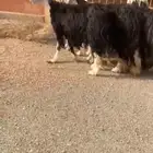 غنم نجد طيبه