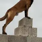 ذكر مالينو