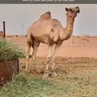 بعير