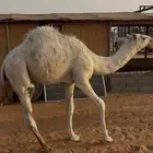 قعدان قصب