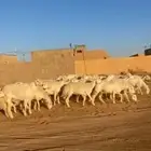 غنم حريات حرش