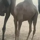 حاشي كفو العمر 10 شهور