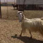 معزاء طيبه