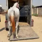 عربة راسين لنقل الخيل الشرقية