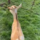 ماعز جنوبيات العدد 9