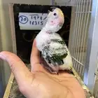 محمية الطيور المغرده فرخ صن كنيور