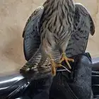 شبوط
