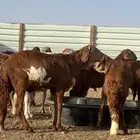 طليان سواكن مرابي 4 شهور