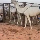 ضروبه لل البيع