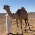ناقه او بكره لقيه تنضرب سنه هاذي