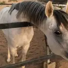 حصان واهو منيت المشتري