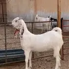 مطوره خصم ( تم البيع )