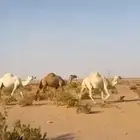 لقحتين وضروبه للبيع